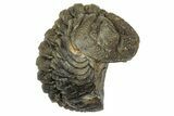 Wide, Curled Morocops Trilobite - Morocco #347246-2